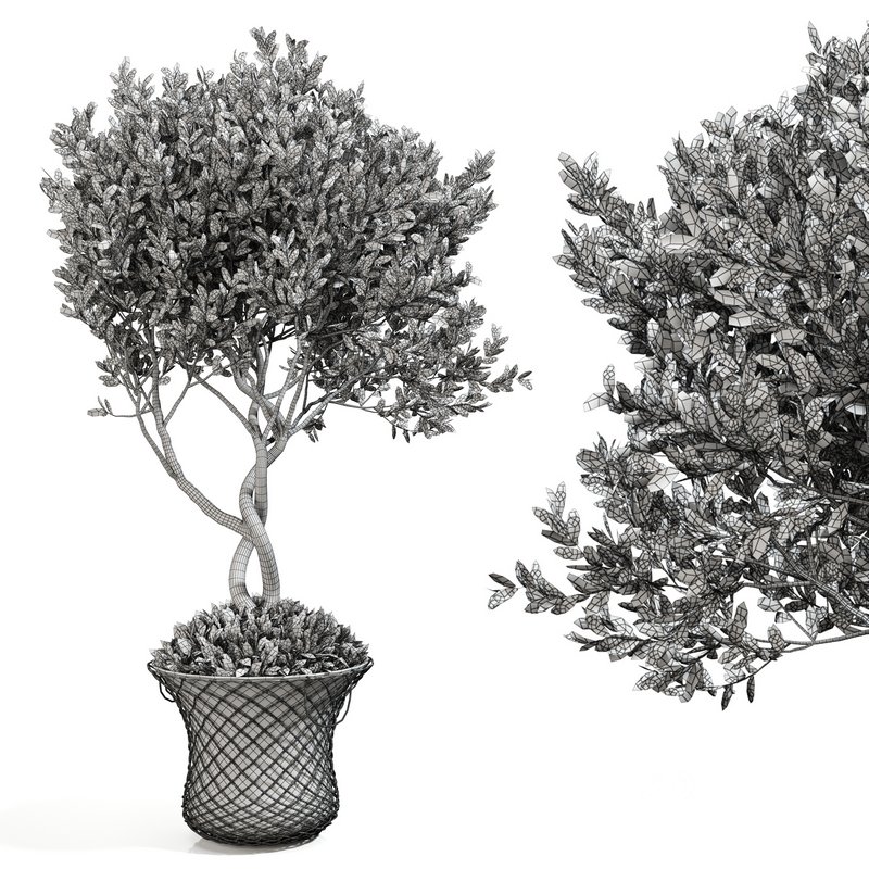 olive plant in pot Image 4