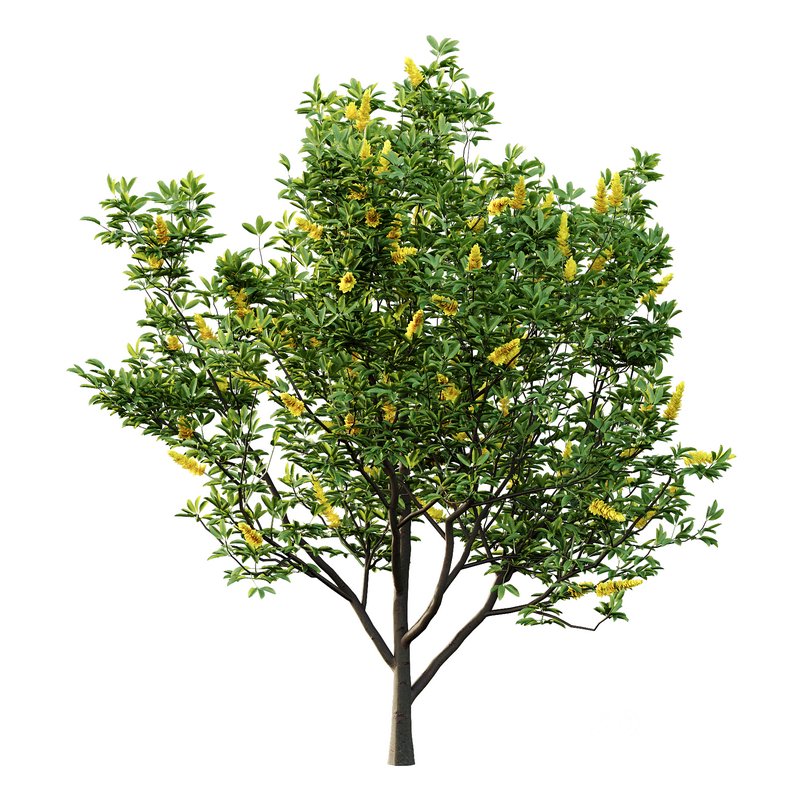 Argyrocytisus battandieri 05 -4 Plants Image 4