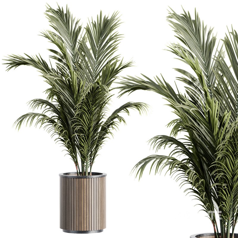 Outdoor Plant 35 Image 3