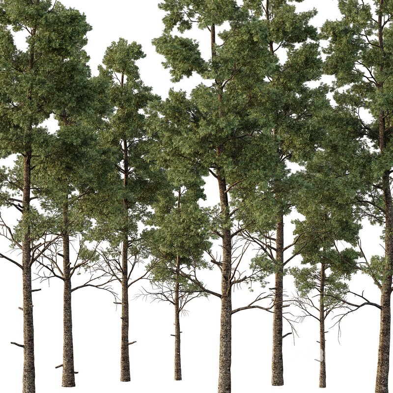 Chamaecyparis thyoides Tree003 Image 1