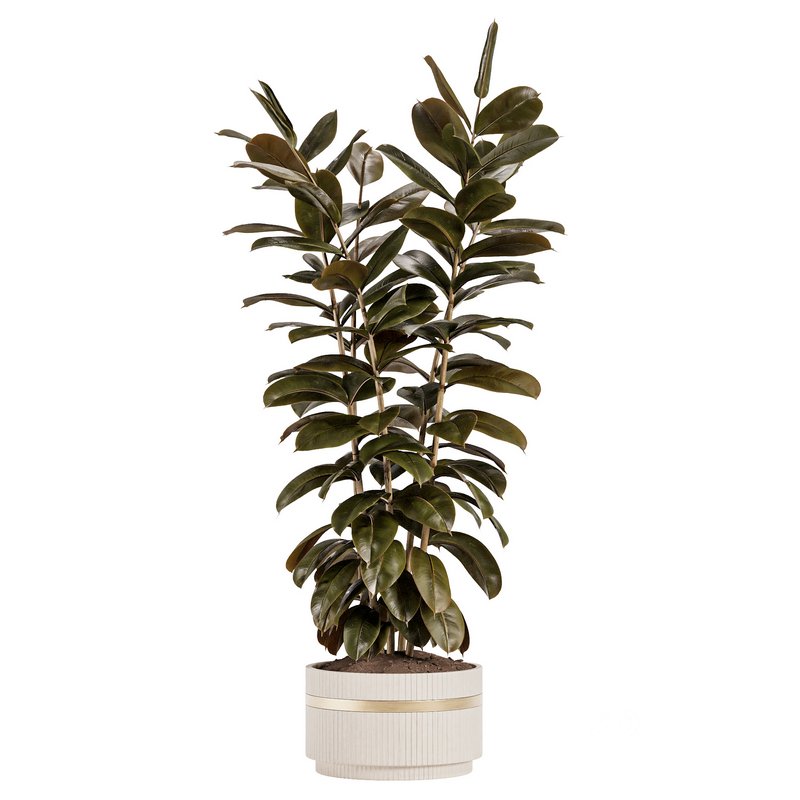 Modern Ficus Indoor Planters Set Image 3