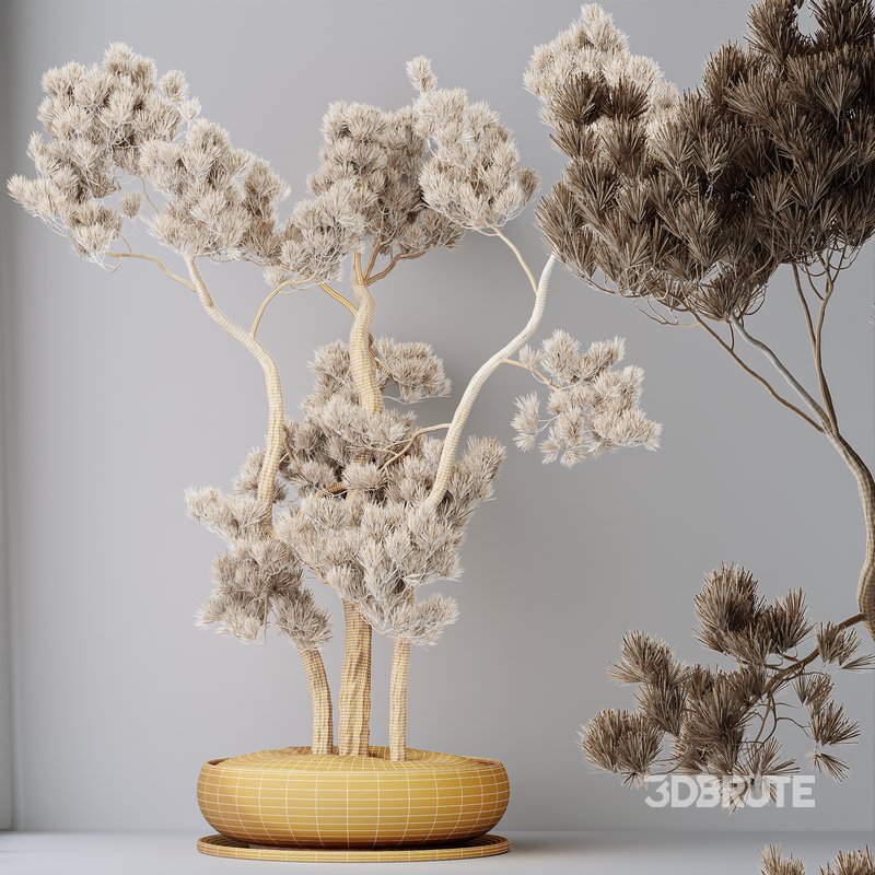 AV Indoor plants set 135 Bonsai Pinus Pentaphylla Thunbergii Image 6