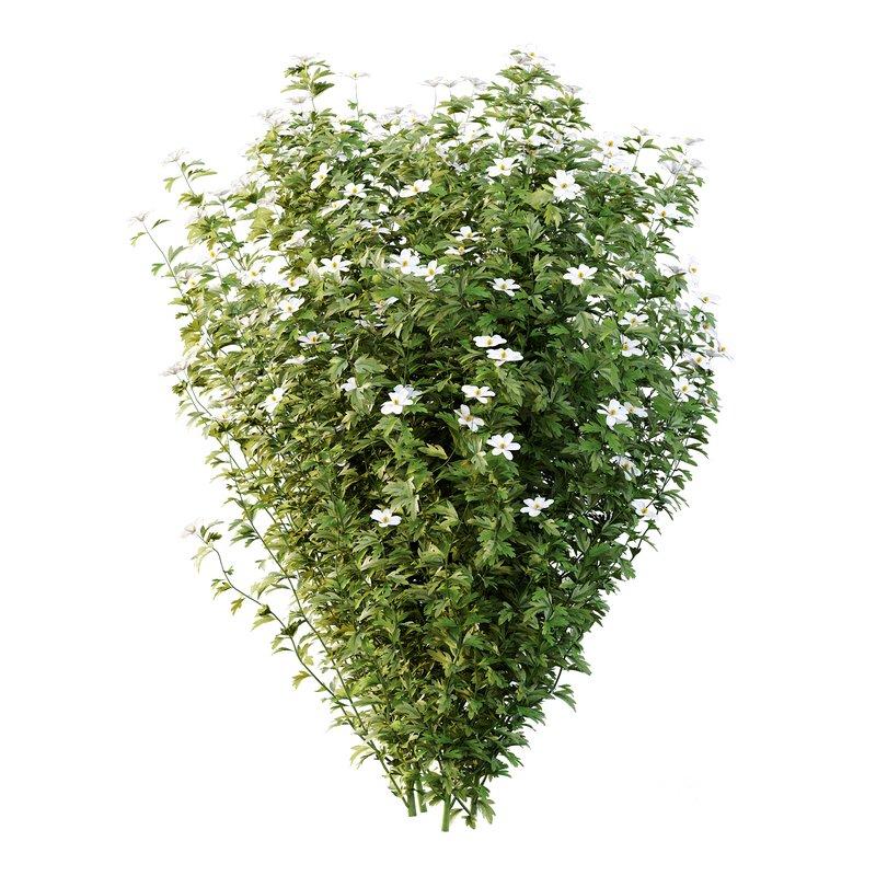 romneya coulter Plant 01 -4 Model Image 1