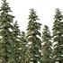 spruce tree10 - Thumbnail 2