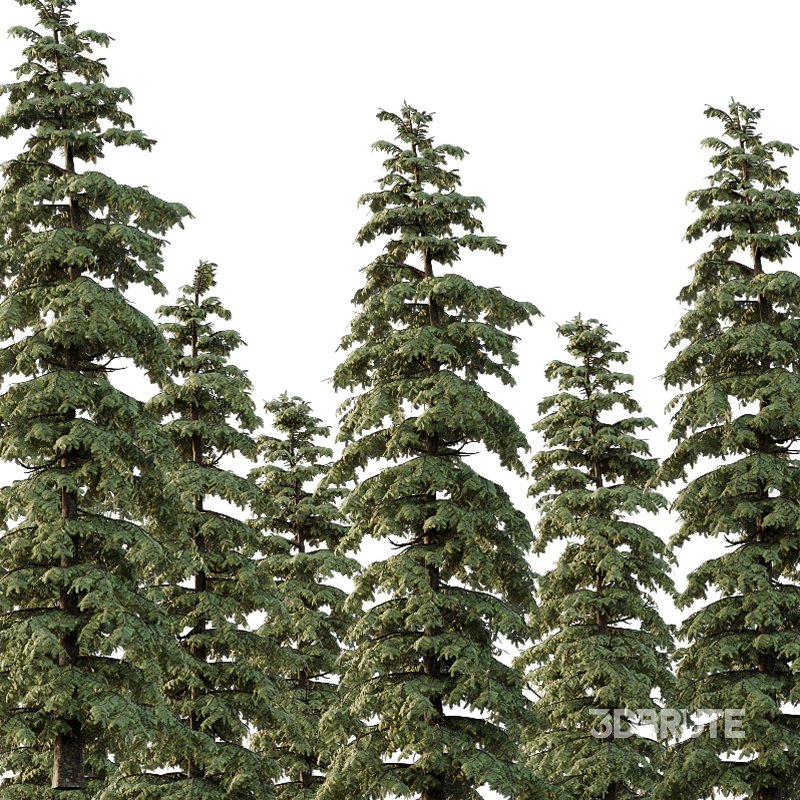 spruce tree10 Image 2