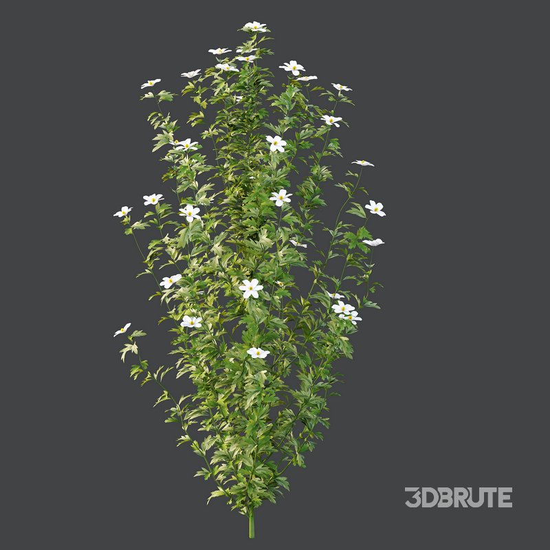 romneya coulter Plant 01 -4 Model Image 2