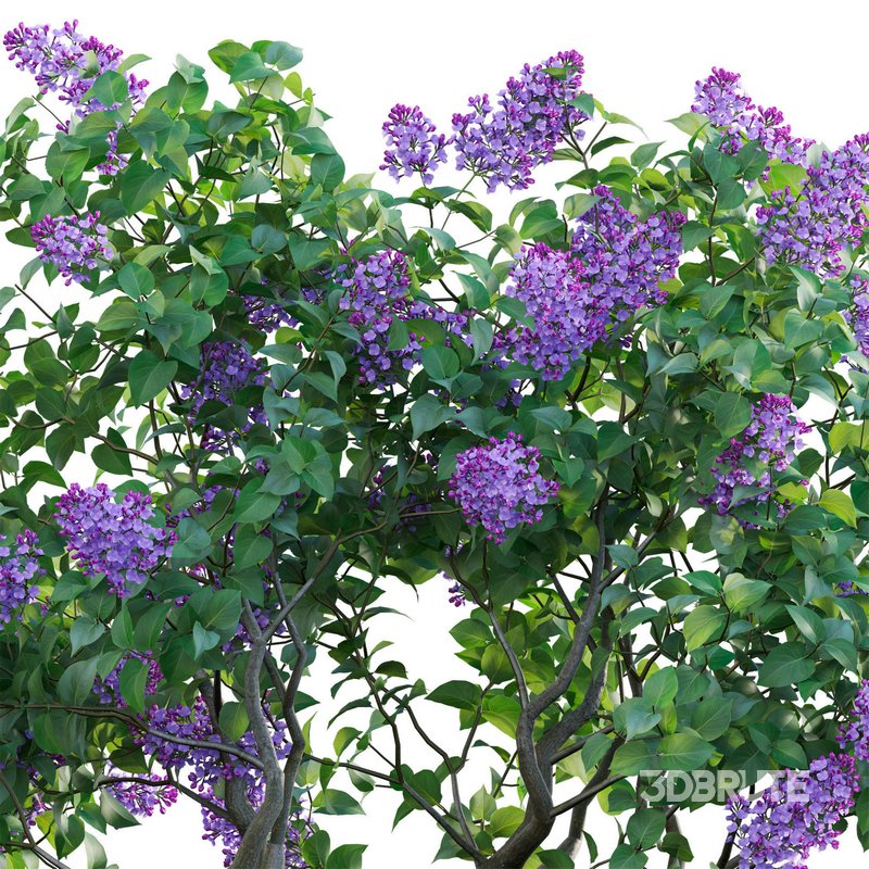Syringa vulgaris – Common Lilac 01 Image 4
