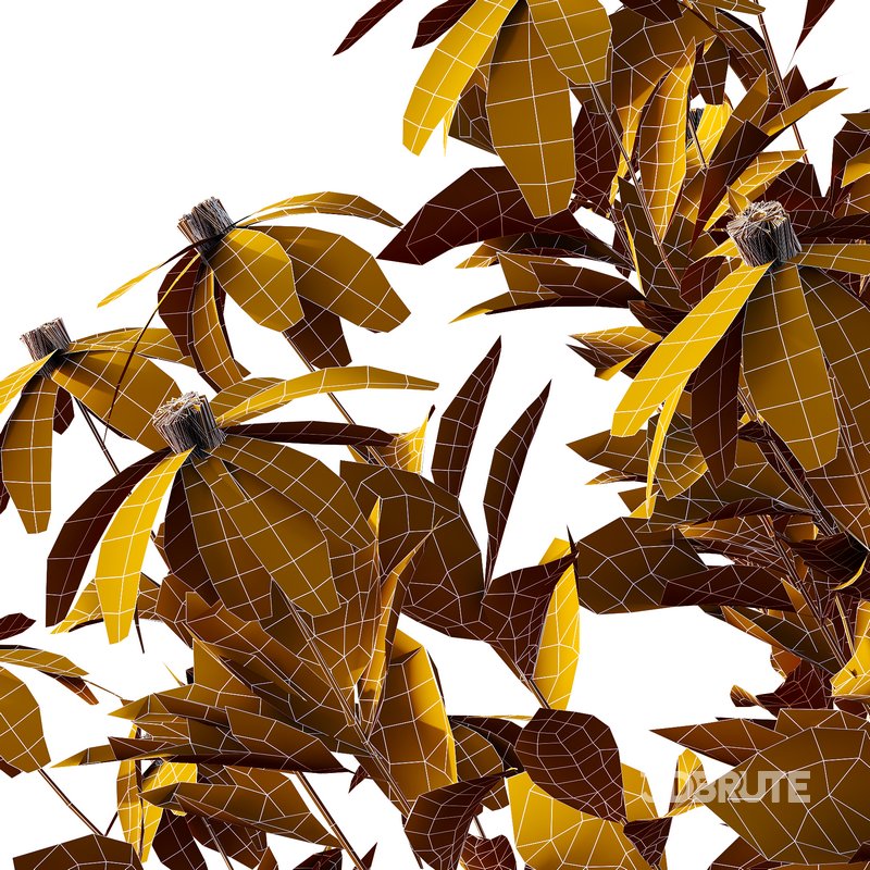 Rudbeckia laciniata Plant 05 -3 Plants Image 5