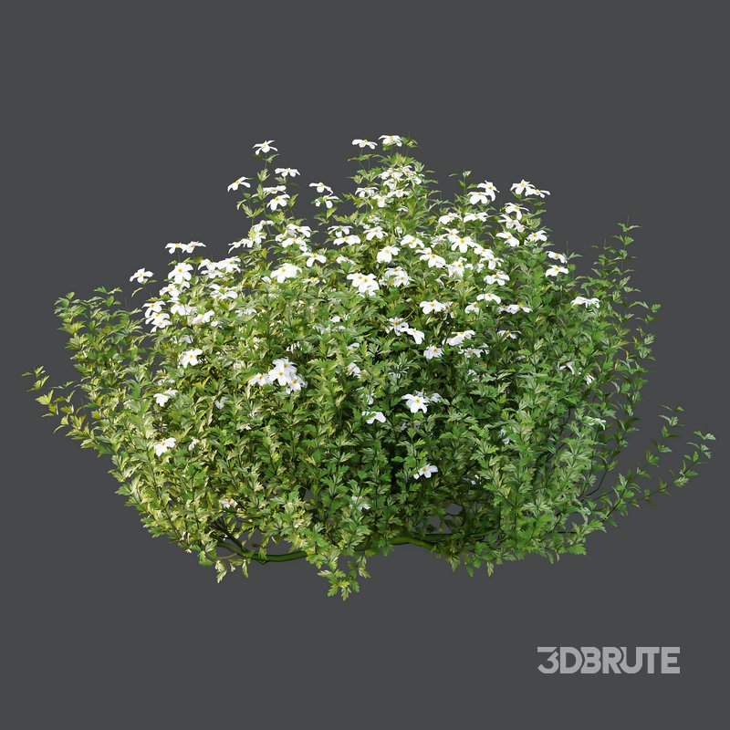 romneya coulter Plant 06 -2 Model Image 4