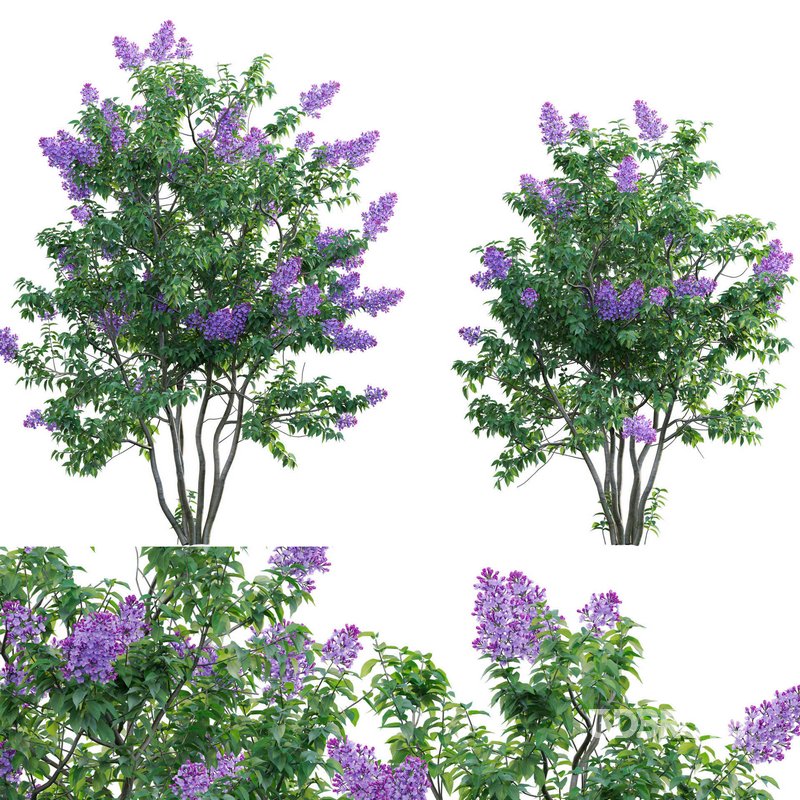 Syringa vulgaris – Common Lilac 04 Image 1