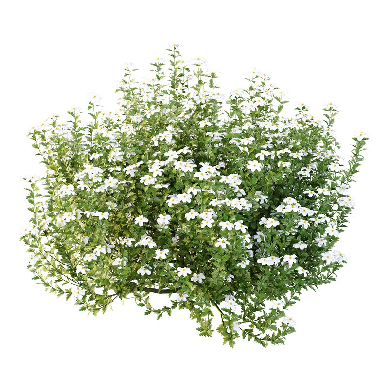 romneya coulter Plant 07 -2 Model Image 4