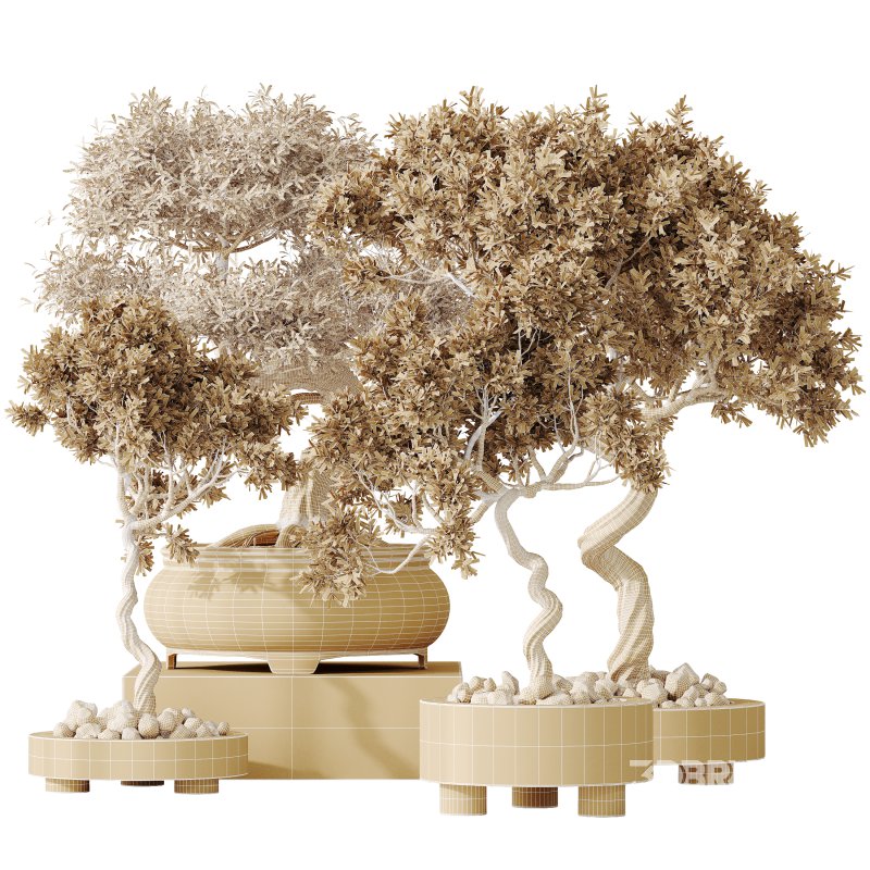 AV Indoor plants set 153 Mission Kalamata Leccino Arbequina Wilsonii Chemlali Olive Image 4