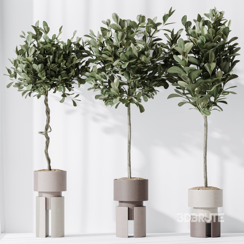 AV Indoor plants set 154 Ficus Microcarpa Moclame and Snake Green Sansevieria and Bird Of ParadiseBird Image 4