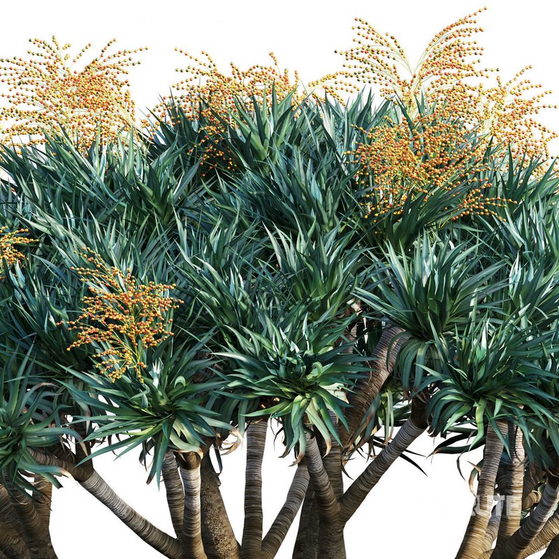 Dracaena Draco-Canary Islands Dragon Tree-03 Image 3