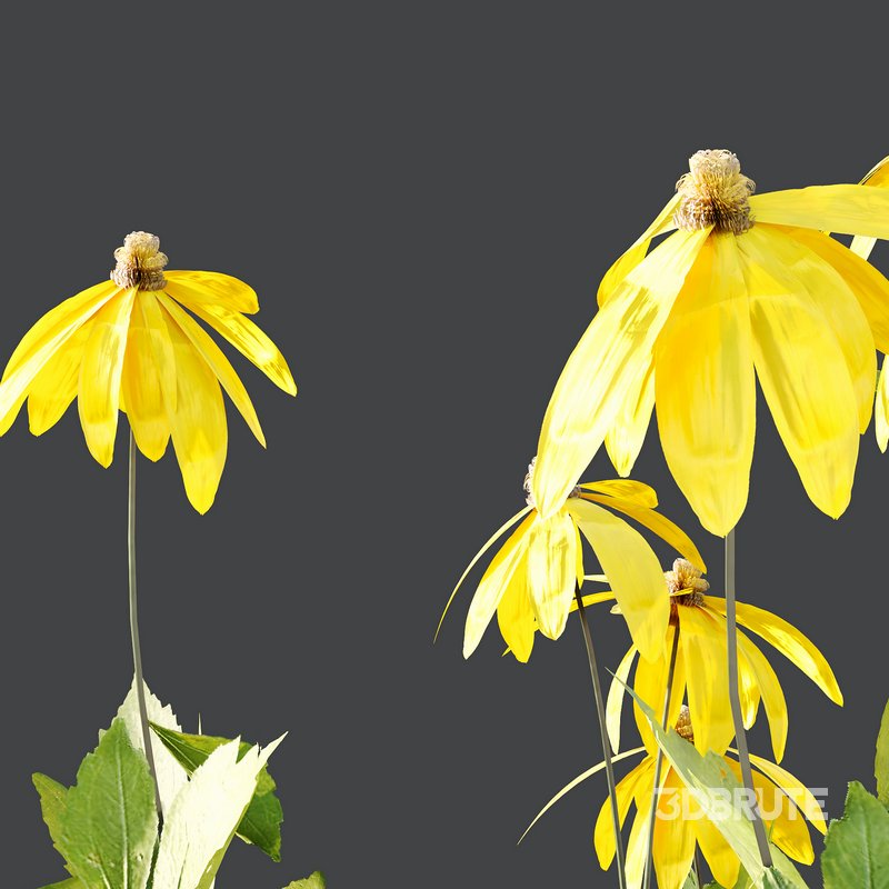 Rudbeckia laciniata Plant 03 Image 2