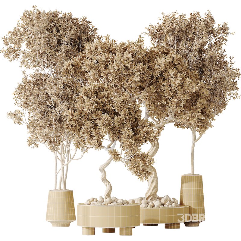 AV Indoor plants set 131 Mission Kalamata Leccino Arbequina Wilsonii Chemlali Olive Image 6