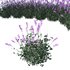 Lavender outdoor flower - Thumbnail 1