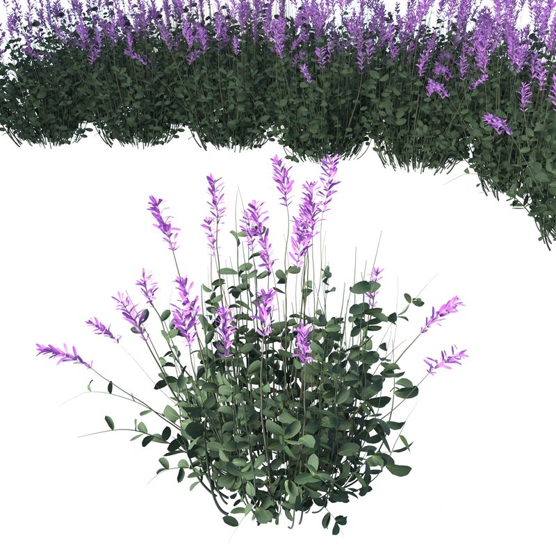 Lavender outdoor flower Image 1