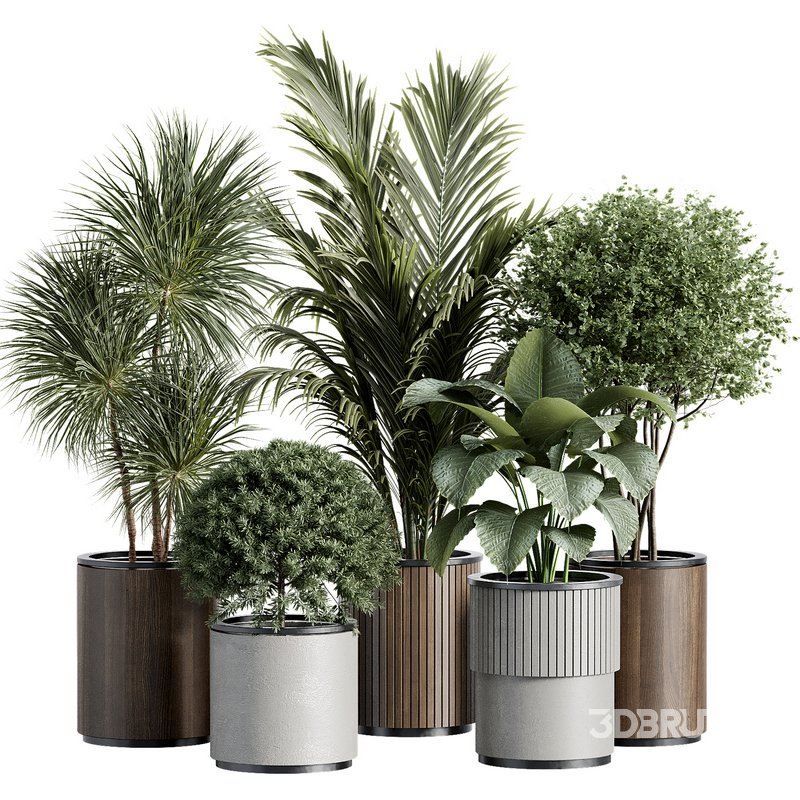 Outdoor Plant 35 Image 4