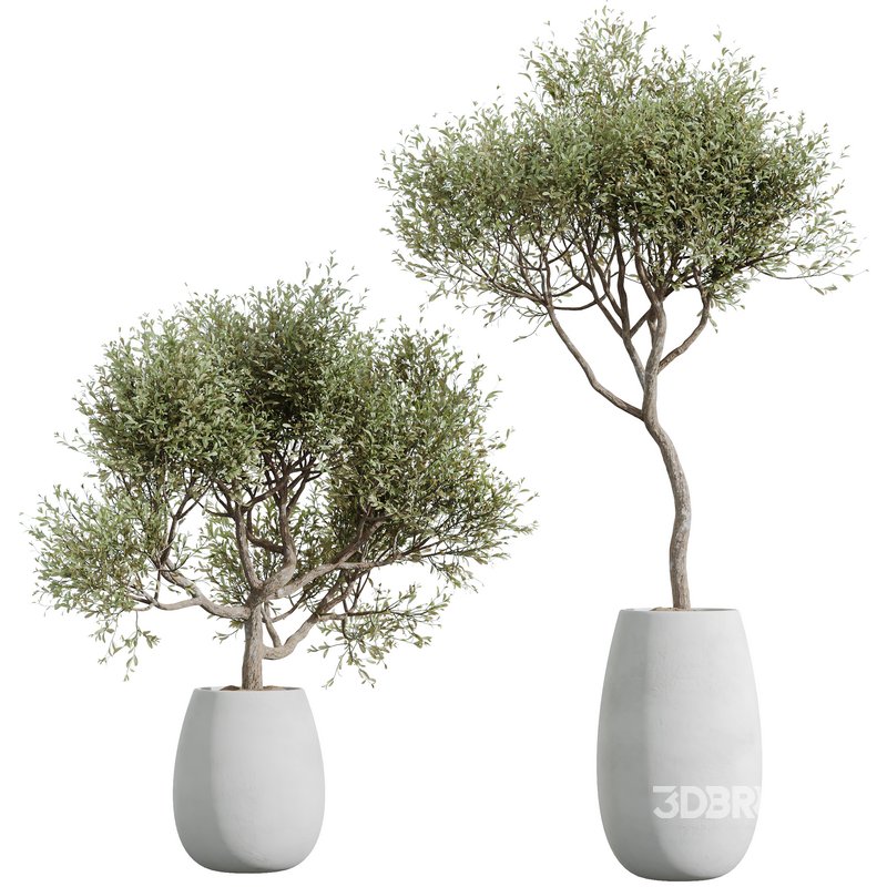 Indoor plants set 133 Wilsonii Chemlali Olive and Briful Pachira Aquatica and Warneckii Lemon Lime Cane Dragon Image 1