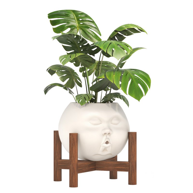 Decorative plant Open Mind Image 2