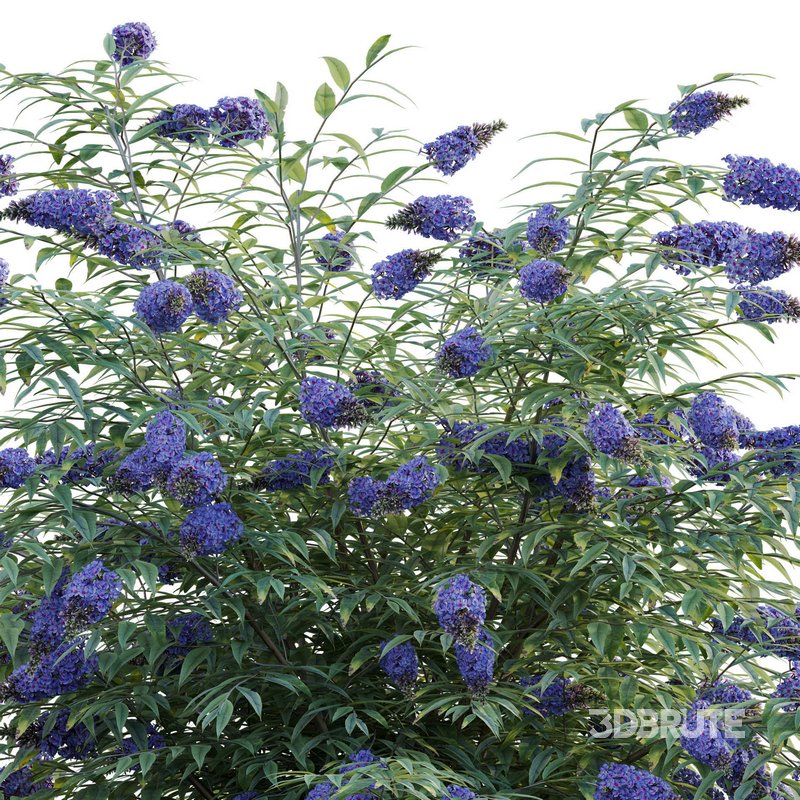 Buddleia – Butterfly Bush 02 Image 2