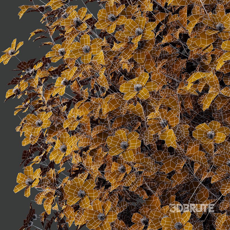 romneya coulter Plant 04 -3 Model Image 2