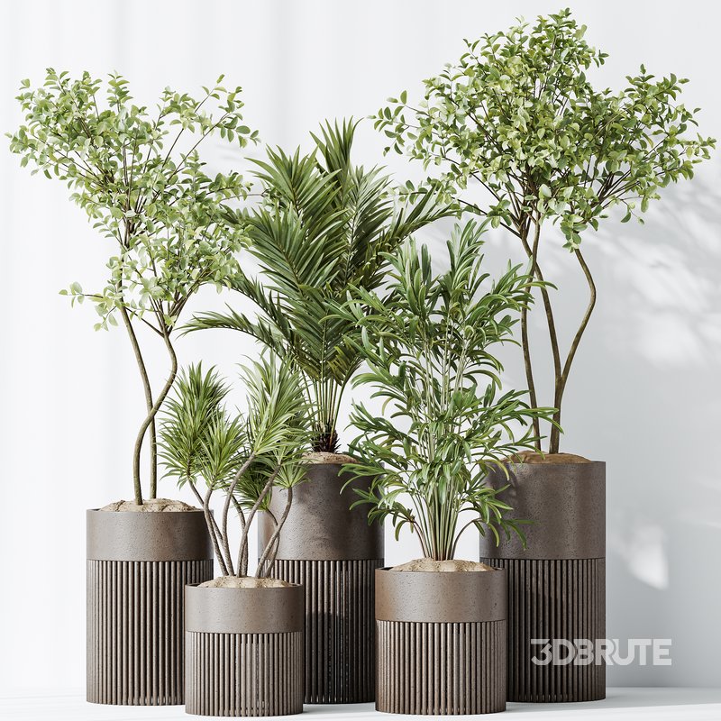 AV Indoor plants set 129 Beech Olea Europaea Olive and Lutescens Areca Palm and Paradise Kentia Everlasting and Yucca Aloifolia Image 5