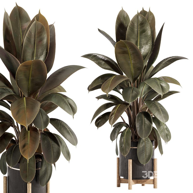Rubber Plant with Modern Wooden Stand Image 4