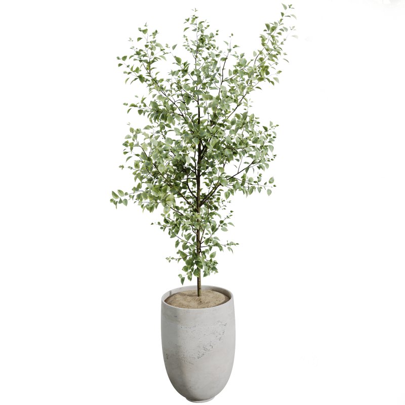 AV Indoor plants set 153 Beech Olea Europaea Olive Eucalyptu and Aloifolia Rostrata Palm and Ficus Cyathistipula African Fig Image 6