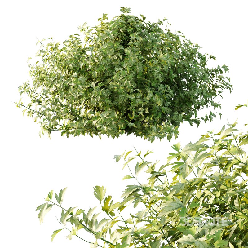 romneya coulter Plant 09 (5 Model) Image 6