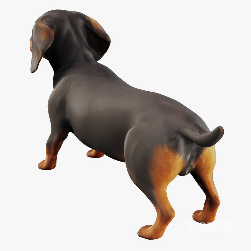 dachshund Image 3