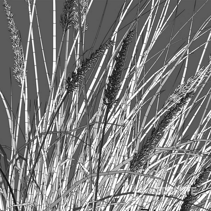 Muhlenbergia rigens -Deer Grass Image 4