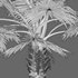 Bismarckia nobilis -Bismarck palm - Thumbnail 3