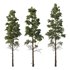 Chamaecyparis thyoides Tree003 - Thumbnail 4