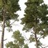 Chamaecyparis thyoides Tree003 - Thumbnail 3