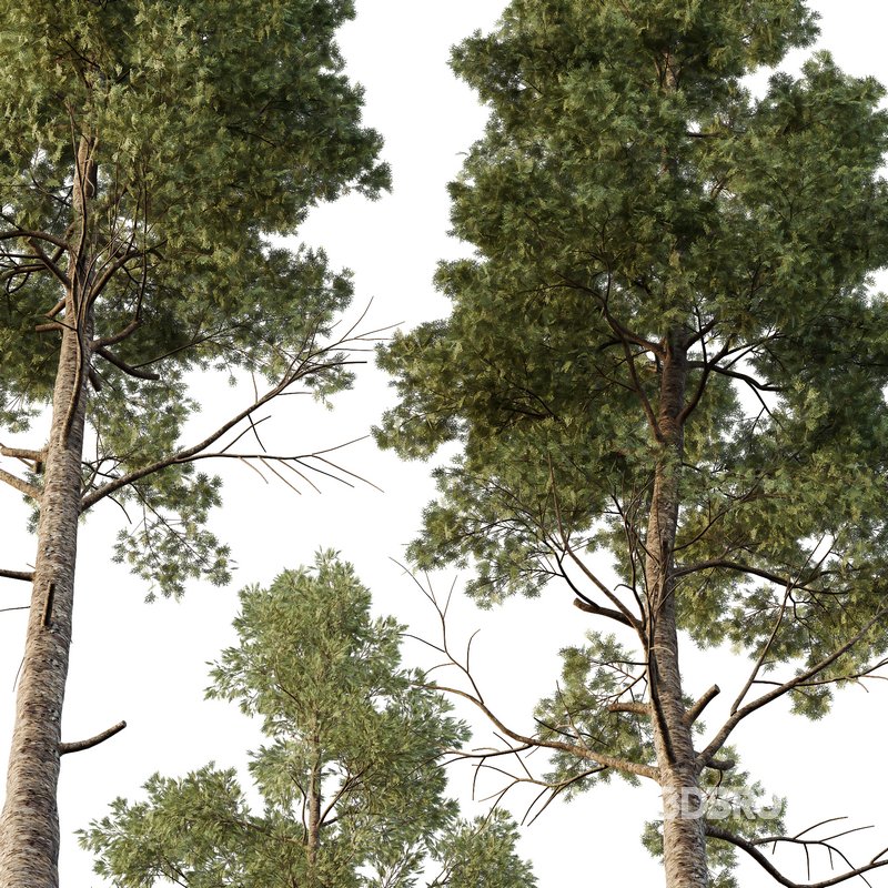 Chamaecyparis thyoides Tree003 Image 3