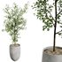 AV Indoor plants set 141 Beech Olea Europaea Olive and Aloifolia Rostrata Palm and Cyara Areca Palm - Thumbnail 2