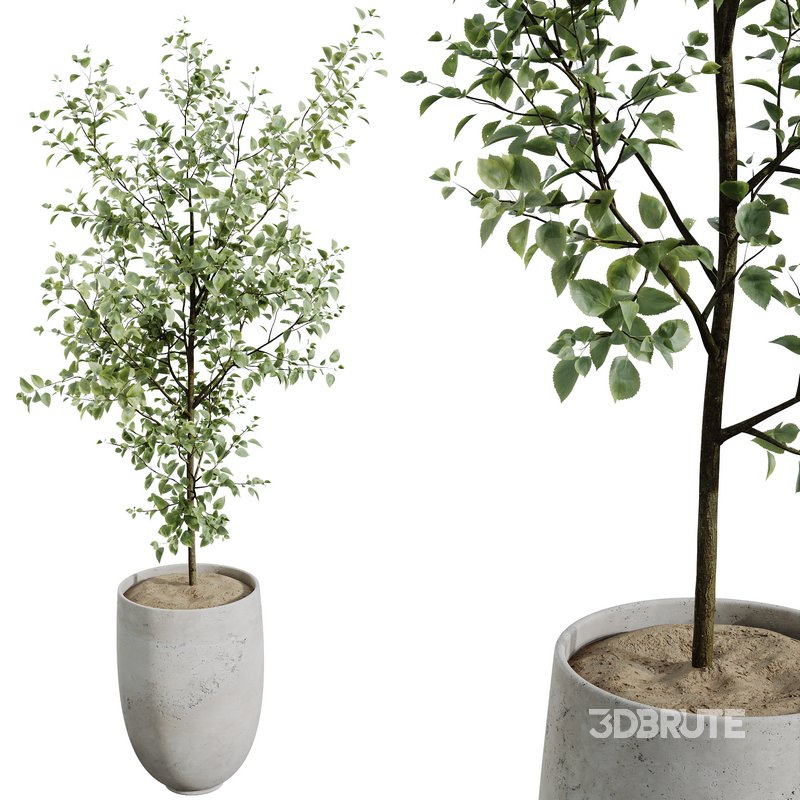 AV Indoor plants set 141 Beech Olea Europaea Olive and Aloifolia Rostrata Palm and Cyara Areca Palm Image 2