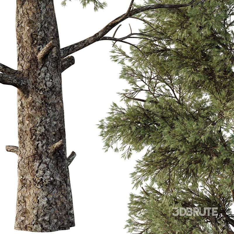 Chamaecyparis thyoides Tree002 Image 3