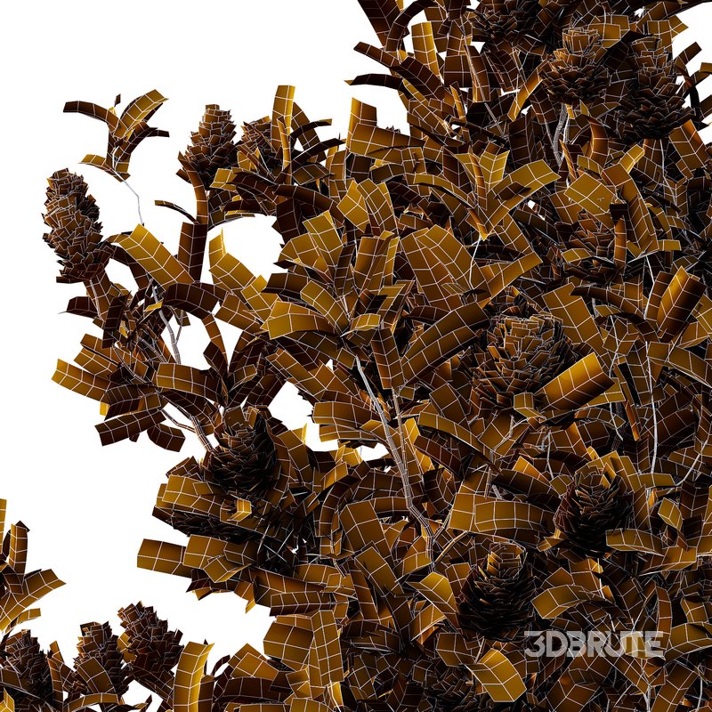 Argyrocytisus battandieri 06 -3Plants Image 4