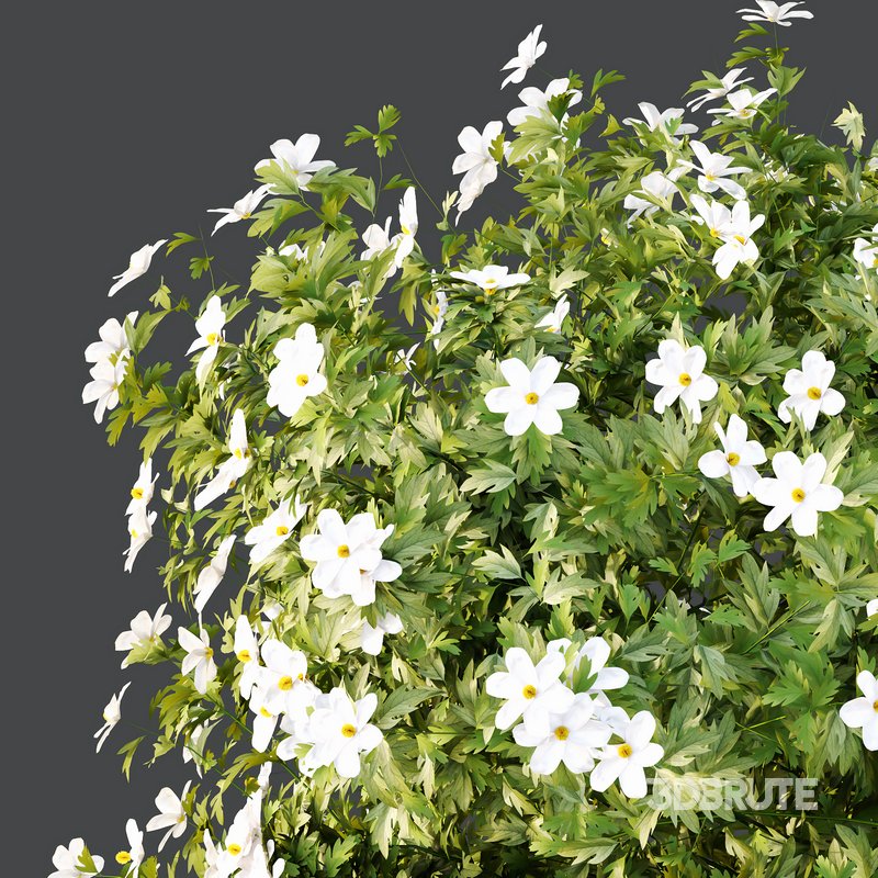 romneya coulter Plant 05 Image 4