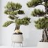 AV Indoor plants set 136 Bonsai Pinus Pentaphylla Thunbergii and Ficus Retusa Microcarpa Bonsai Ginseng - Thumbnail 2