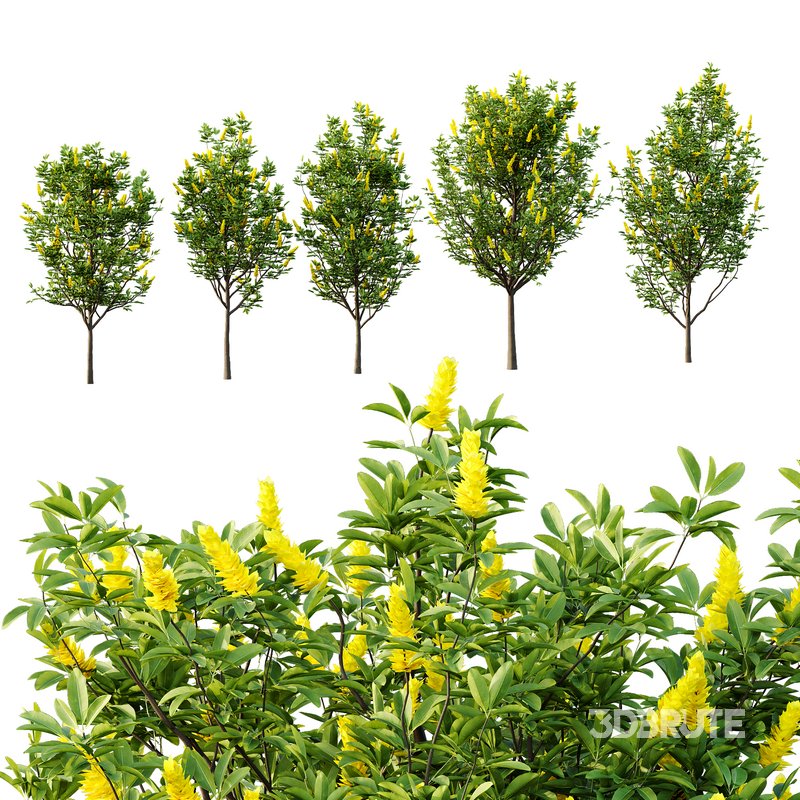 Argyrocytisus battandieri 01 Image 3