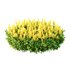 Argyrocytisus battandieri 09 - Thumbnail 1