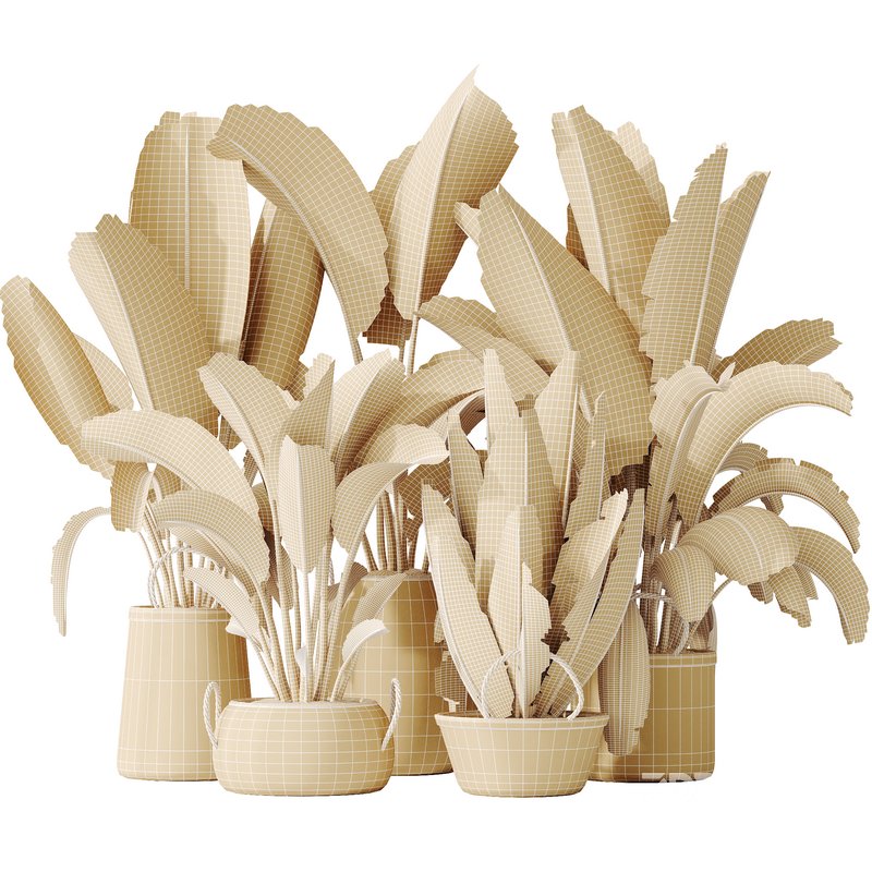 AV Indoor plants set 146 Ravenala Banana Strelitzia Nicolai Bird Of Paradise Image 7