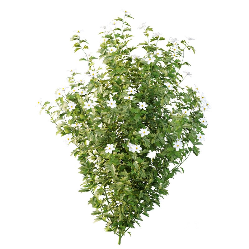 romneya coulter Plant 01 -4 Model Image 5