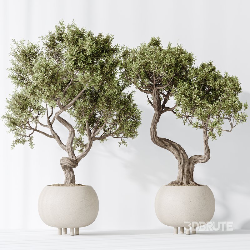 AV Indoor plants set 138 Ficus Retusa Microcarpa Bonsai Ginseng Image 1