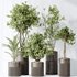 AV Indoor plants set 134 Beech Olea Europaea Olive and Ficus Benjamina African Fig and Mountain Kentia Palm - Thumbnail 2