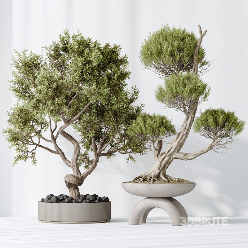 AV Indoor plants set 152 Ficus Retusa Microcarpa Bonsai Ginseng and Bonsai Pinus Pentaphylla Thunbergii Image 8